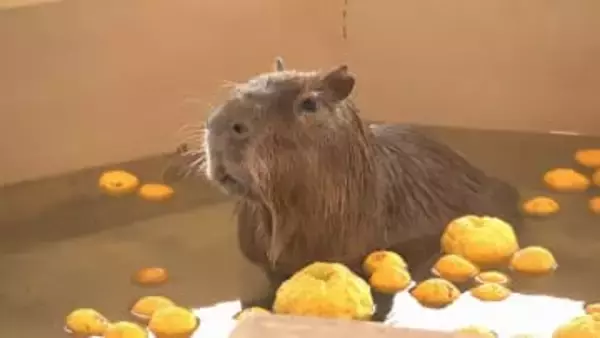 カピバラの「ゆうじろう」死ぬ　新潟市動物ふれあいセンターの人気者《新潟》