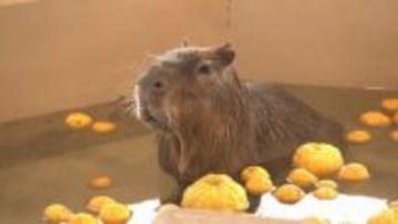 カピバラの「ゆうじろう」死ぬ　新潟市動物ふれあいセンターの人気者《新潟》