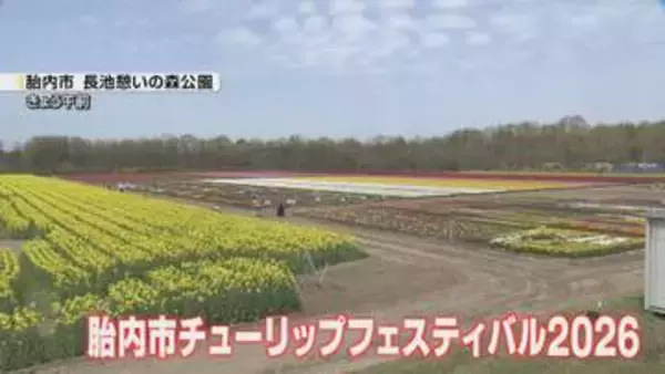【絶景】チューリップや菜の花が咲き誇る　胎内市チューリップフェスティバル　気温上昇で予定より3日早くプレオープン《新潟》