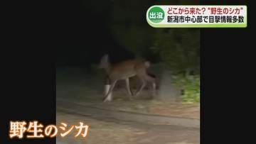 【特集】目撃情報が相次ぐ　新潟市中心部で野生のシカ出没が相次ぐ　どこから来た？《新潟》
