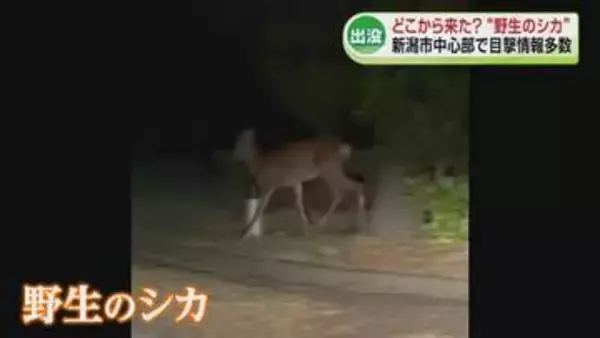【特集】目撃情報が相次ぐ　新潟市中心部で野生のシカ出没が相次ぐ　どこから来た？《新潟》