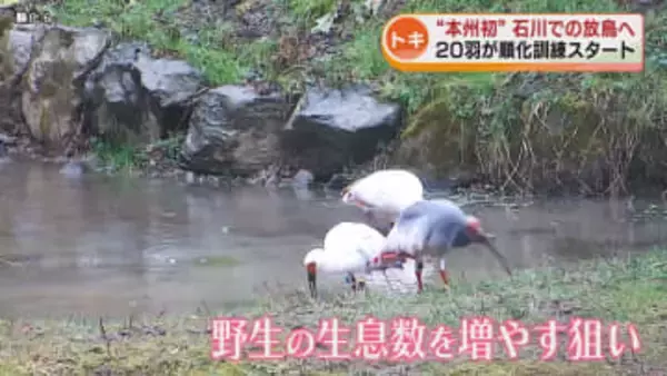 “本州初” 石川・能登でのトキ放鳥へ訓練開始　「復興のシンボル」として期待 《新潟》