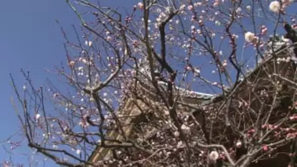 各地で気温上昇　新潟市や長岡市では4月上旬並み予想で梅の花も開花　積雪の多い地域はなだれに注意を《新潟》