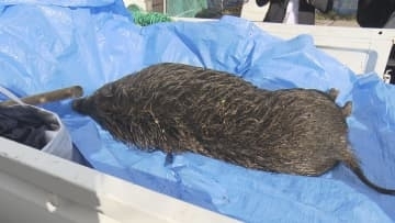 新潟市内でイノシシによる被害相次ぐ　自転車で走行中の70代女性が突進されて軽傷　店では窓ガラス割られる被害も≪新潟≫