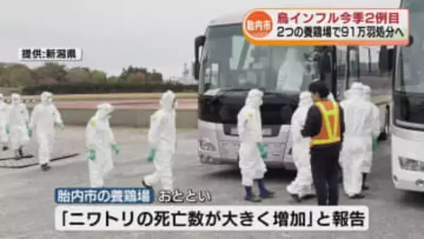 養鶏場で鳥インフルエンザ「陽性」 今シーズン2例目　2つの養鶏場で計91万羽処分へ 《新潟・胎内市》