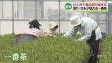 「【新茶の季節】「北限の茶どころ」村上市で新茶の摘み取り始まる《新潟》」の画像1