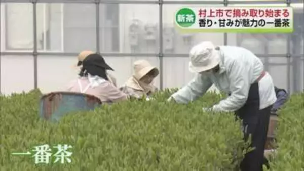 【新茶の季節】「北限の茶どころ」村上市で新茶の摘み取り始まる《新潟》