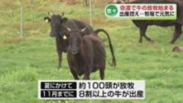 【悠々】佐渡で牛の放牧始まる　出産控え牧場で元気に《新潟》