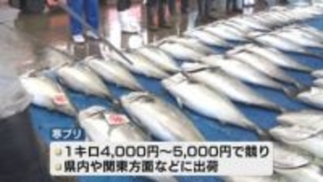 「助かった」　佐渡で寒ブリ大漁　年末年始を前に漁師安ど　海水温高く今季不漁続く《新潟》