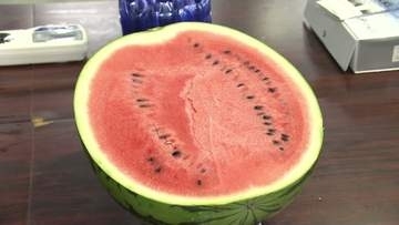 【夏の味覚】シャリシャリ食感「八色スイカ」　ことしの出来を確認《新潟》