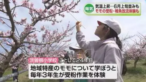 「夏日」目前！各地で気温上昇し6月上旬並みも　小学生がモモの花に受粉体験やサケなどの稚魚放流《新潟》