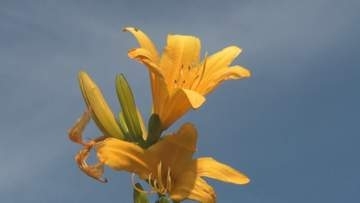 【挑戦】希少種「トビシマカンゾウ」の名所に　住民が苗を育てる活動　初夏を彩るカンゾウの花《新潟》