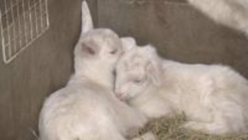 【誕生】ヤギの赤ちゃん2頭生まれる　アグリパークは春のベビーラッシュへ《新潟》