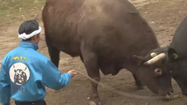 最大12連休スタート　山古志「牛の角突き」が開幕へ《新潟》