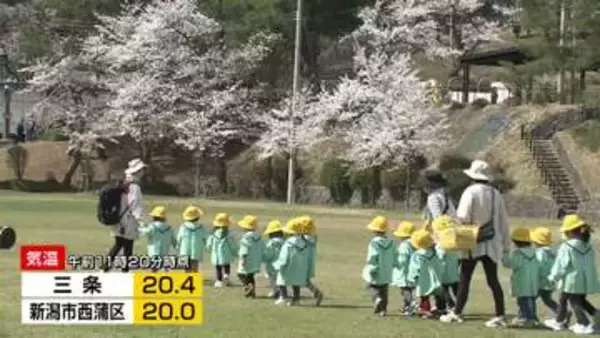 サクラ満開！長岡市の悠久山公園　気温上昇で20℃超えるところも《新潟》