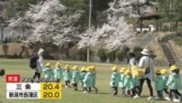 サクラ満開！長岡市の悠久山公園　気温上昇で20℃超えるところも《新潟》