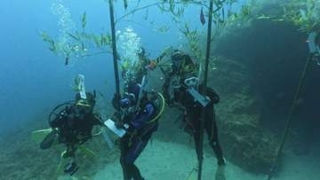 ≪新潟・佐渡≫願い込めた短冊を水深20ｍ地点に飾りつけ「水中七夕祭り」