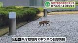 「【出没】なぜ？キツネが県庁の中庭に現れる　親子とみられる3頭の姿も《新潟》」の画像1