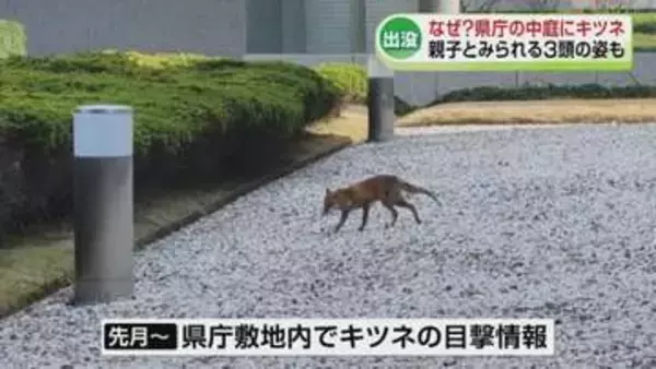 【出没】なぜ？キツネが県庁の中庭に現れる　親子とみられる3頭の姿も《新潟》