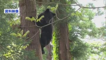 【野生動物】今年度初のクマによる人身被害…　この春は銀行でカモシカ　県庁ではキツネの親子も「見つけても安易に近づかず触らないで」《新潟》
