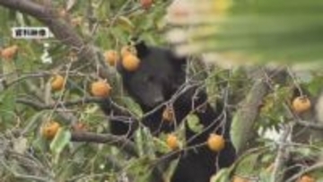 【速報】民家近くの柿の木の上にクマ居座る　五泉市が緊急銃猟の準備へ《新潟》