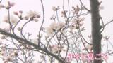 「新潟市でサクラ開花　3月の開花は3年ぶり　上越市・高田城址公園はまもなくか《新潟》」の画像1