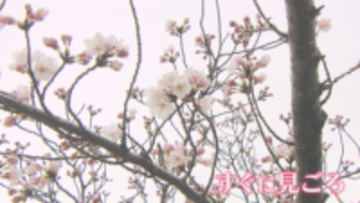 新潟市でサクラ開花　3月の開花は3年ぶり　上越市・高田城址公園はまもなくか《新潟》