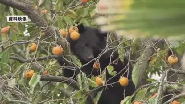 わなに掛かったクマ1頭を駆除 長岡市では今季初の“緊急銃猟”＜新潟＞