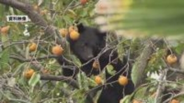 わなに掛かったクマ1頭を駆除 長岡市では今季初の“緊急銃猟”＜新潟＞