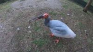 佐渡トキ保護センターで飼育していたトキの「優優」が死ぬ　日本で初めて人工ふ化で生まれたトキ《新潟》