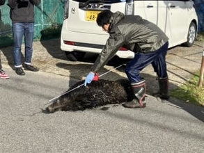新潟市秋葉区でイノシシ1頭を駆除　江南区や秋葉区で人や車7台に衝突　突進された男性は軽傷か《新潟》