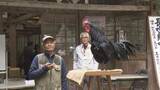 「鳴き声の長さと美しさを競う　「長鳴鶏の鳴き合わせ会」が開かれる《新潟》」の画像1