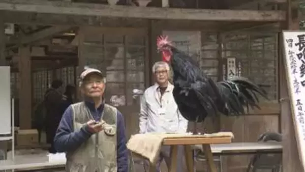 鳴き声の長さと美しさを競う　「長鳴鶏の鳴き合わせ会」が開かれる《新潟》