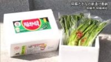 『阿蘇たかな』の新漬けが阿蘇神社に奉納【熊本】