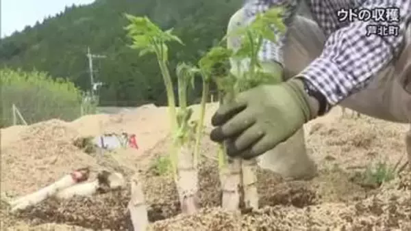 芦北町で春の味覚「ウド」の収穫【熊本】