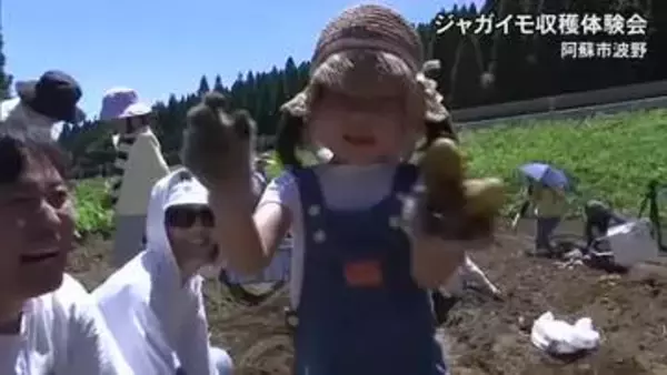 阿蘇市波野でジャガイモ収穫の体験会【熊本】