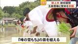 「献上米の苗を植える『御田植祭』【熊本】」の画像1