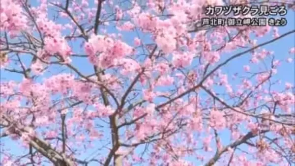 芦北町の御立岬公園でカワヅザクラが見頃【熊本】