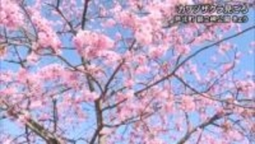 芦北町の御立岬公園でカワヅザクラが見頃【熊本】