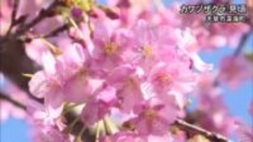 天草市でカワヅザクラが見頃【熊本】