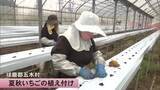 「粒が固く酸味があるのが特徴　五木村で夏秋いちごの栽培【熊本】」の画像1