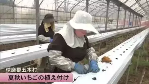 粒が固く酸味があるのが特徴　五木村で夏秋いちごの栽培【熊本】