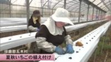 粒が固く酸味があるのが特徴　五木村で夏秋いちごの栽培【熊本】