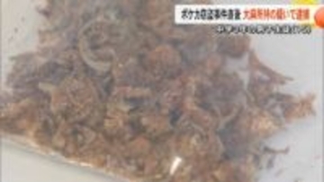 無人ポケカ店窃盗事件で逮捕の男子中学生（15）　事件直後に大麻所持容疑で逮捕　ロレックスなど窃盗の疑いでも再逮捕【熊本発】