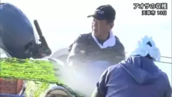 天草市で『アオサ』の収穫【熊本】