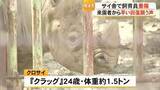 「サイ舎で飼育員が重傷　熊本市動植物園が会見「安全確認が不十分だったか」」の画像1