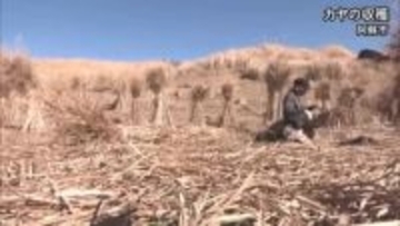 阿蘇の草原でカヤの収穫【熊本】
