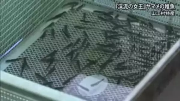 「渓流の女王」ヤマメの稚魚が続々誕生【熊本】