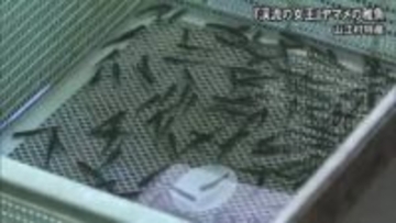 「渓流の女王」ヤマメの稚魚が続々誕生【熊本】