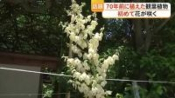 ７０年前に植えた観葉植物『アツバキミガヨラン』が初めて咲く　熊本市中央区の手取天満宮